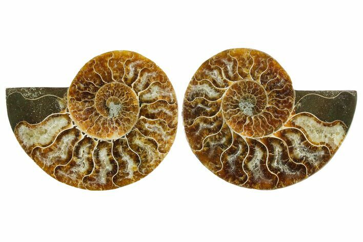 Cut & Polished Crystal-Filled Ammonite Fossil - Madagascar #354157